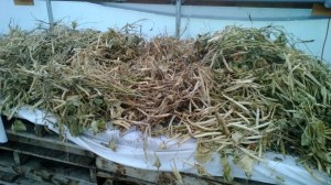 It's a big hoop house: the beans are drying in there, too.
