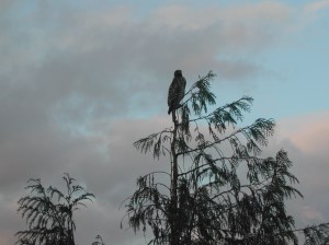 I've seed this guy hanging around the farm quite a bit lately