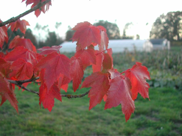 Beautiful fall color on the edge of the field