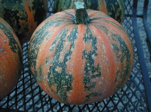 A Kakai Hulless pumpkin