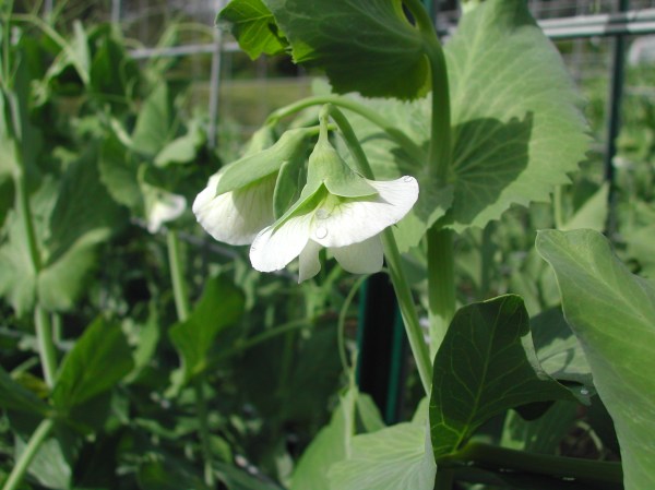 Snap pea blossoms!