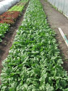 Spinach! That is lettuce beside it.