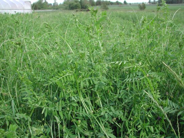 Cover crop in field E. Between wet soil and not needing to plant until June, we could let the cover crop grow to a nice size. We'll mow it down this week.