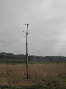 One of the raptor poles