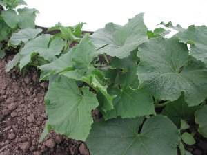 Lemon cucumbers under floating row cover