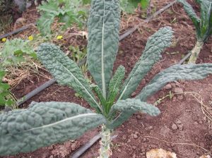 Beautiful, unblemished Lacinato kale