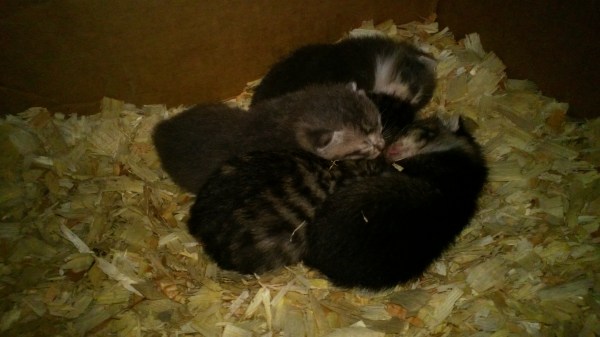 The feral kittens at three weeks