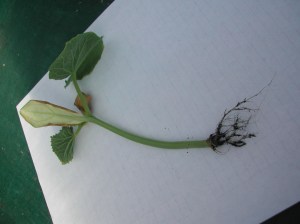 The failed cucumber start model