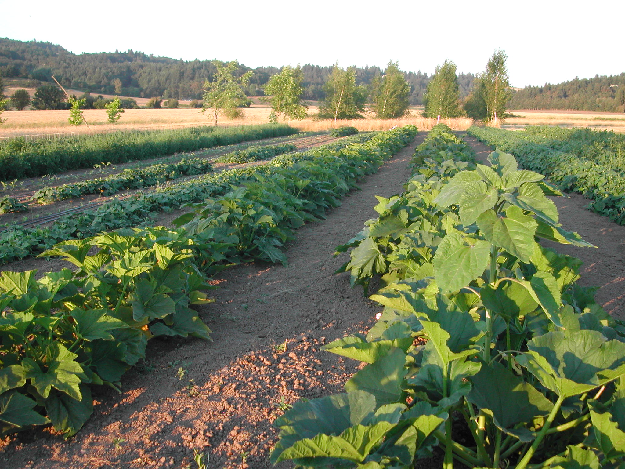 One summer field: summer squash and zucchini in the middle, beans on the right, cucumbers on the left.