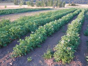 In the other summer field, the potatoes are looking good.