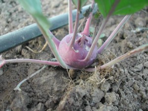 A stagnant kohlrabi.