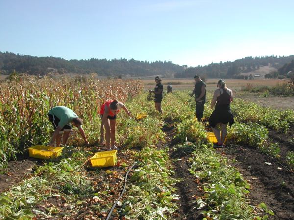 The harvest crew, hard at work.