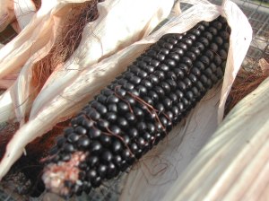 Dakota Black popcorn!