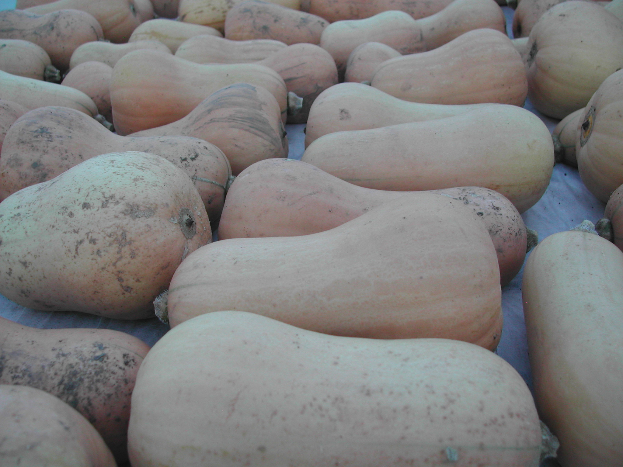 Butternut squash, harvested and curing in the hoop house