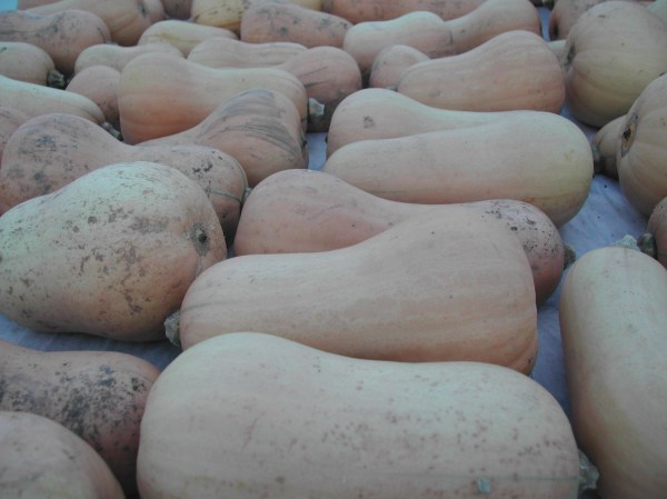 Butternut squash, harvested and curing in the hoop house