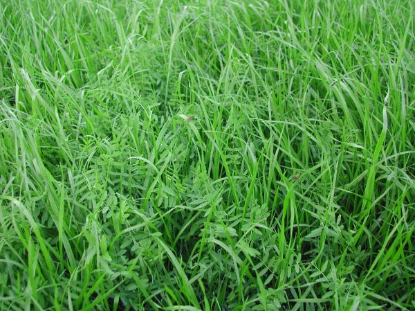 Our annual rye grass and hairy vetch mixed cover crop, in the first field we sowed