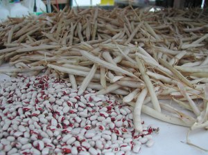 Rockwell dry beans, waiting to be shelled