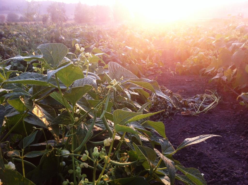 Beans at sunrise, photo by Beth R.
