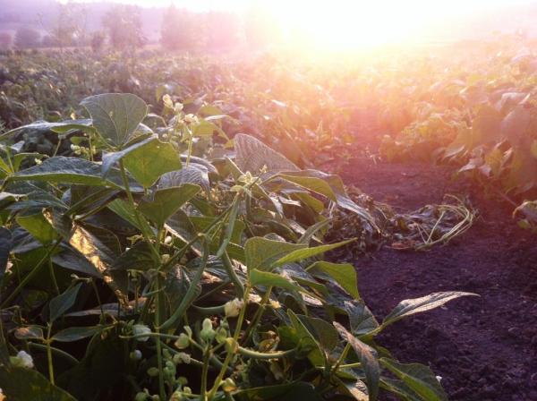 Beans at sunrise, photo by Beth R.