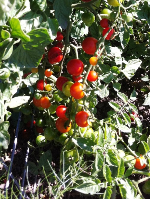 Cherry tomatoes, photo by Beth R.