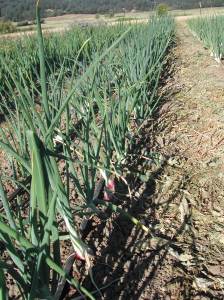 Lots of the onions are doing just fine in one of the affected fields.