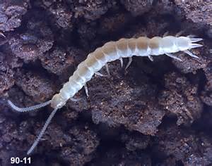 Symphylan. Photo from OSU